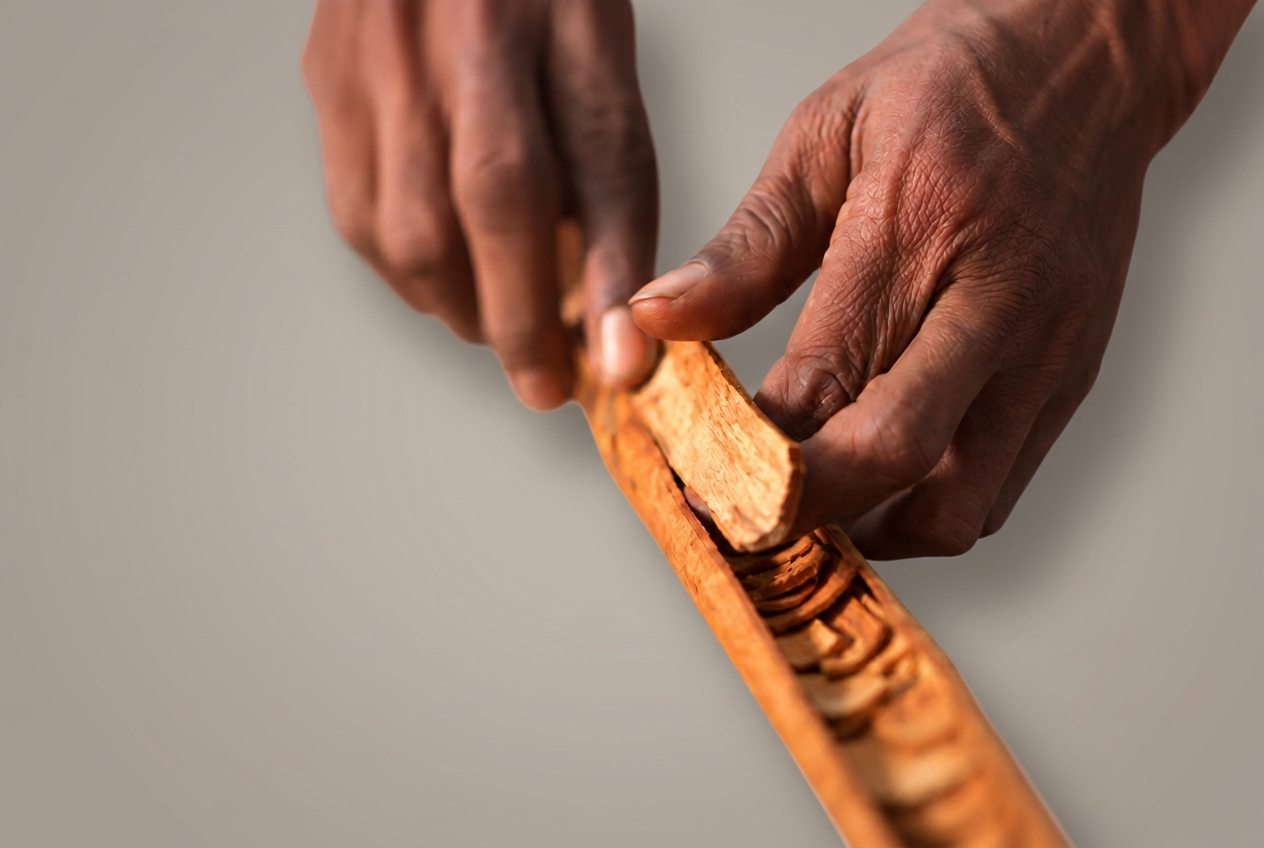 Hands carefully rolling Ceylon cinnamon bark into a quill